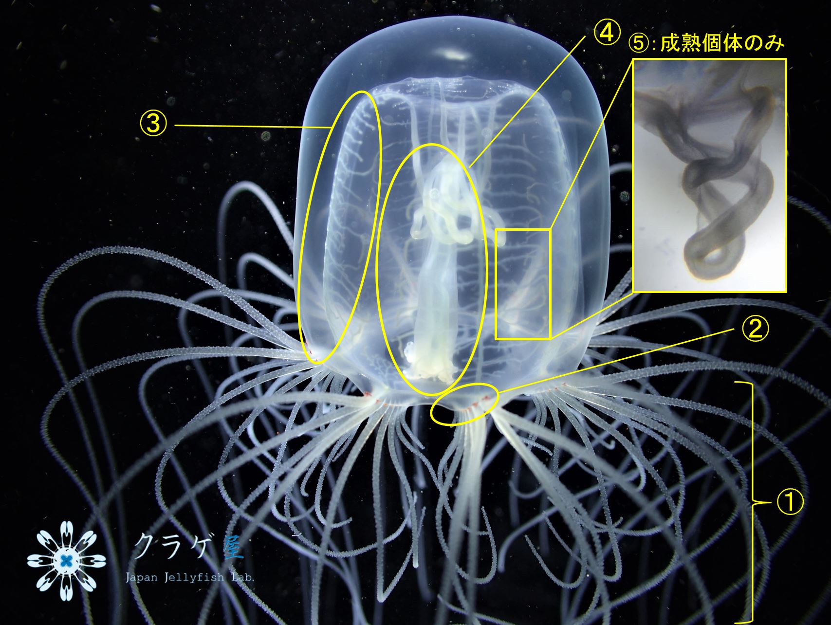 カミクラゲ　各部位